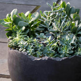 Photo of Campania Broken Egg Planter - Grade AA - Exclusively Campania